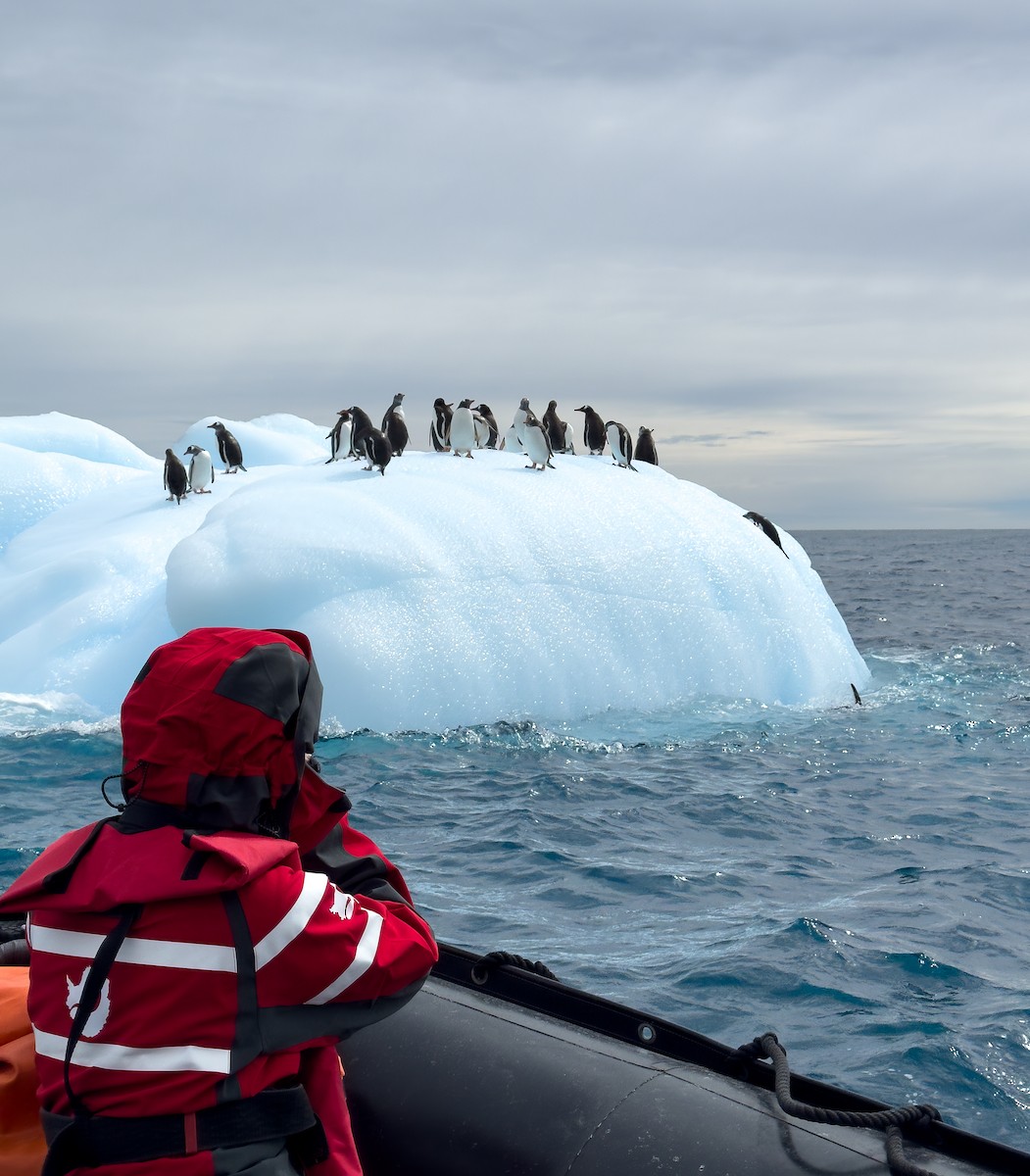 Gentoo Penguin - ML631116098