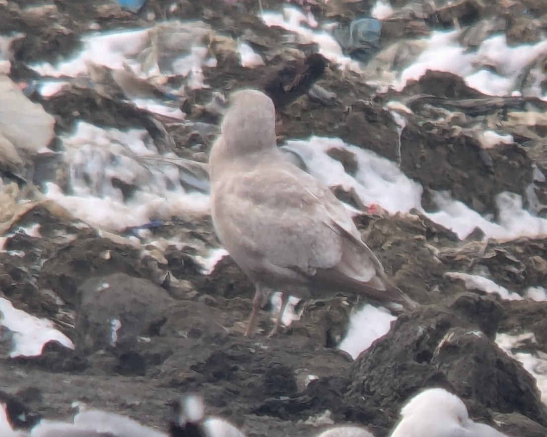 gull sp. - ML631116115