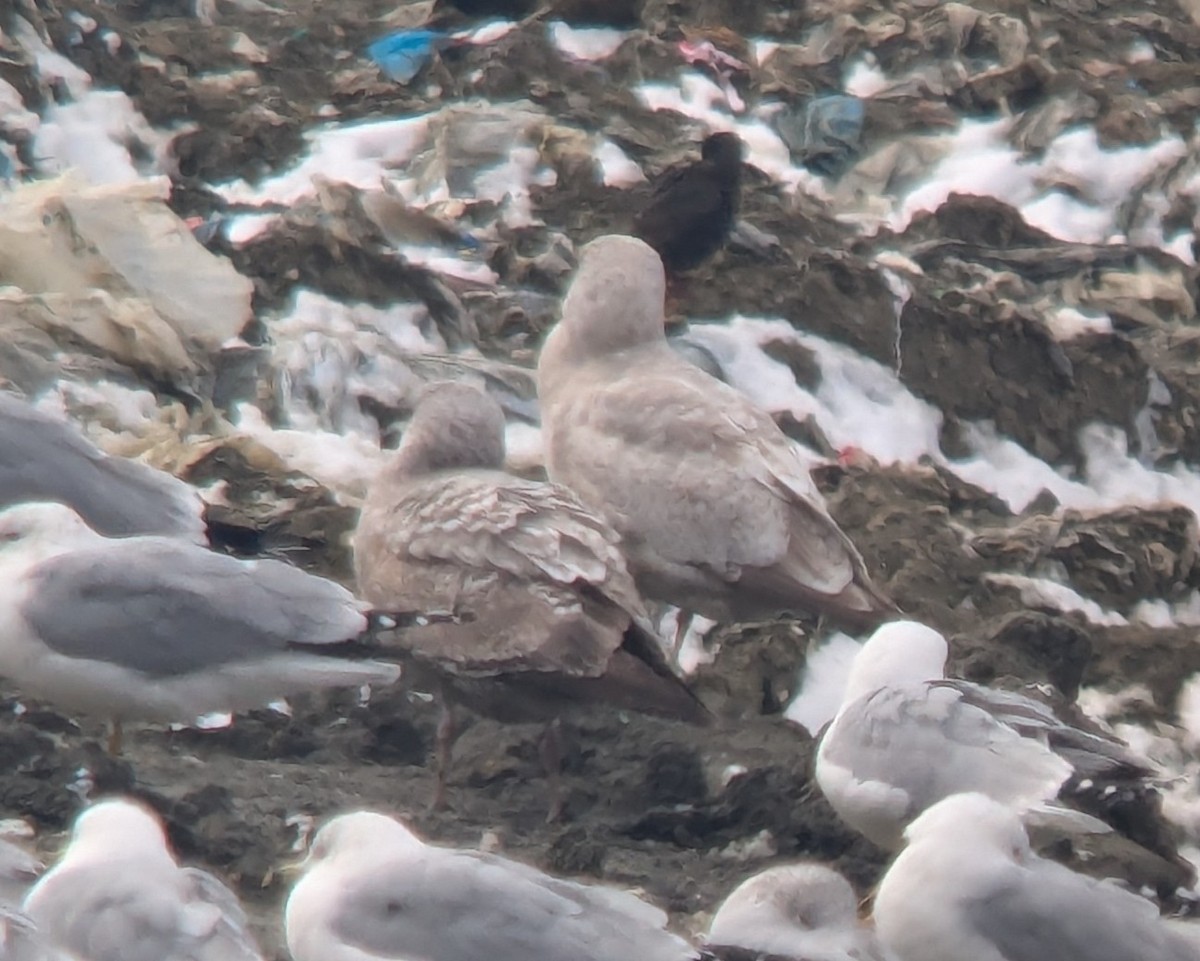 gull sp. - ML631116116