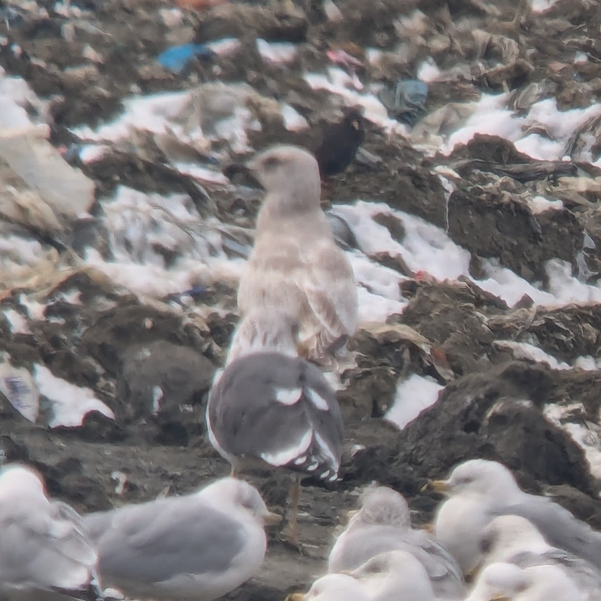 gull sp. - ML631116117