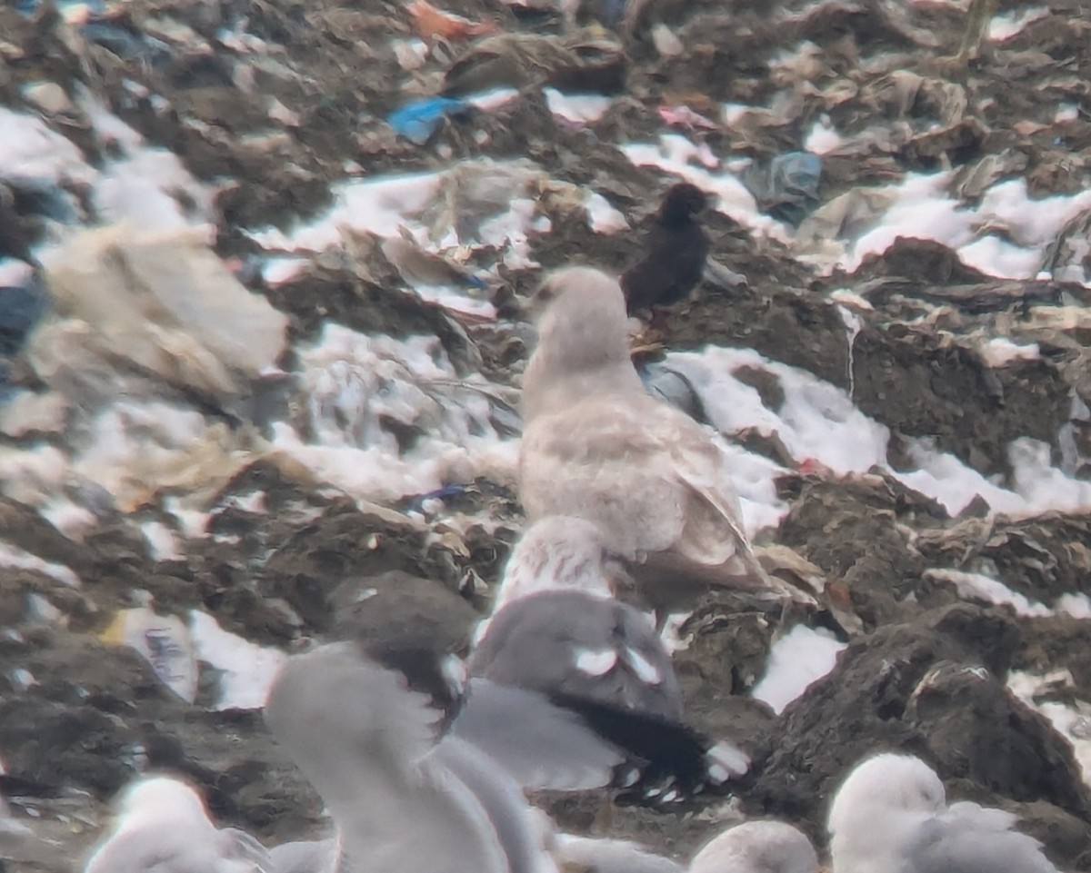 gull sp. - ML631116118