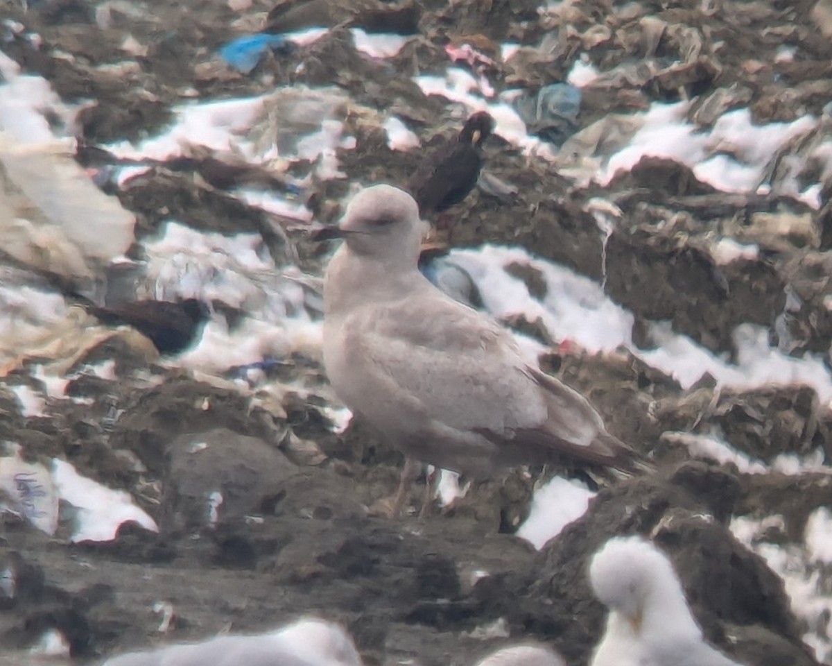gull sp. - ML631116119