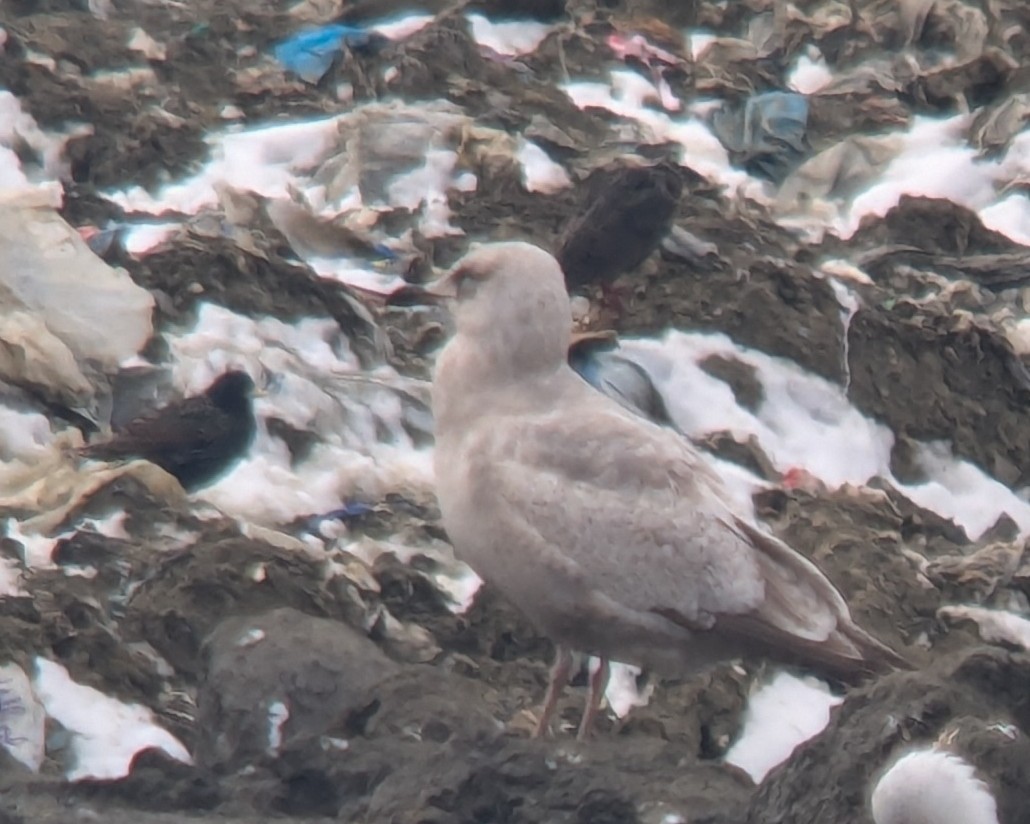 gull sp. - ML631116120