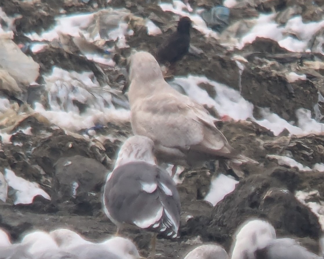 gull sp. - ML631116121