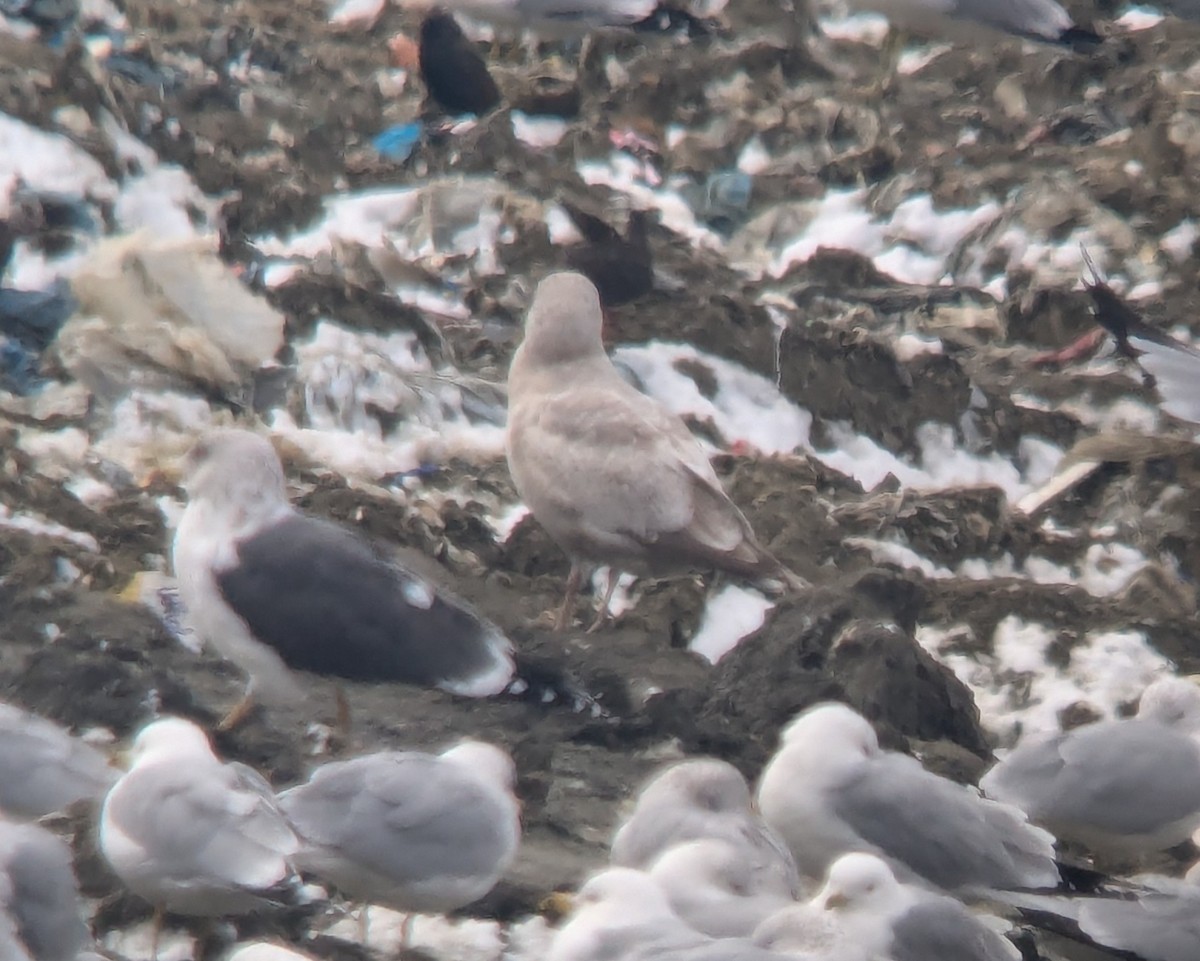 gull sp. - ML631116122