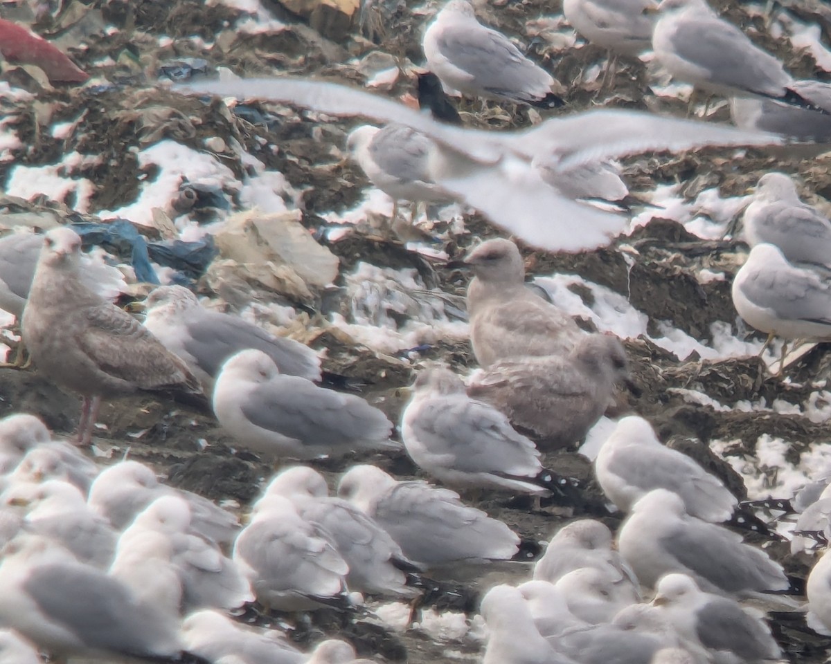 gull sp. - ML631116123