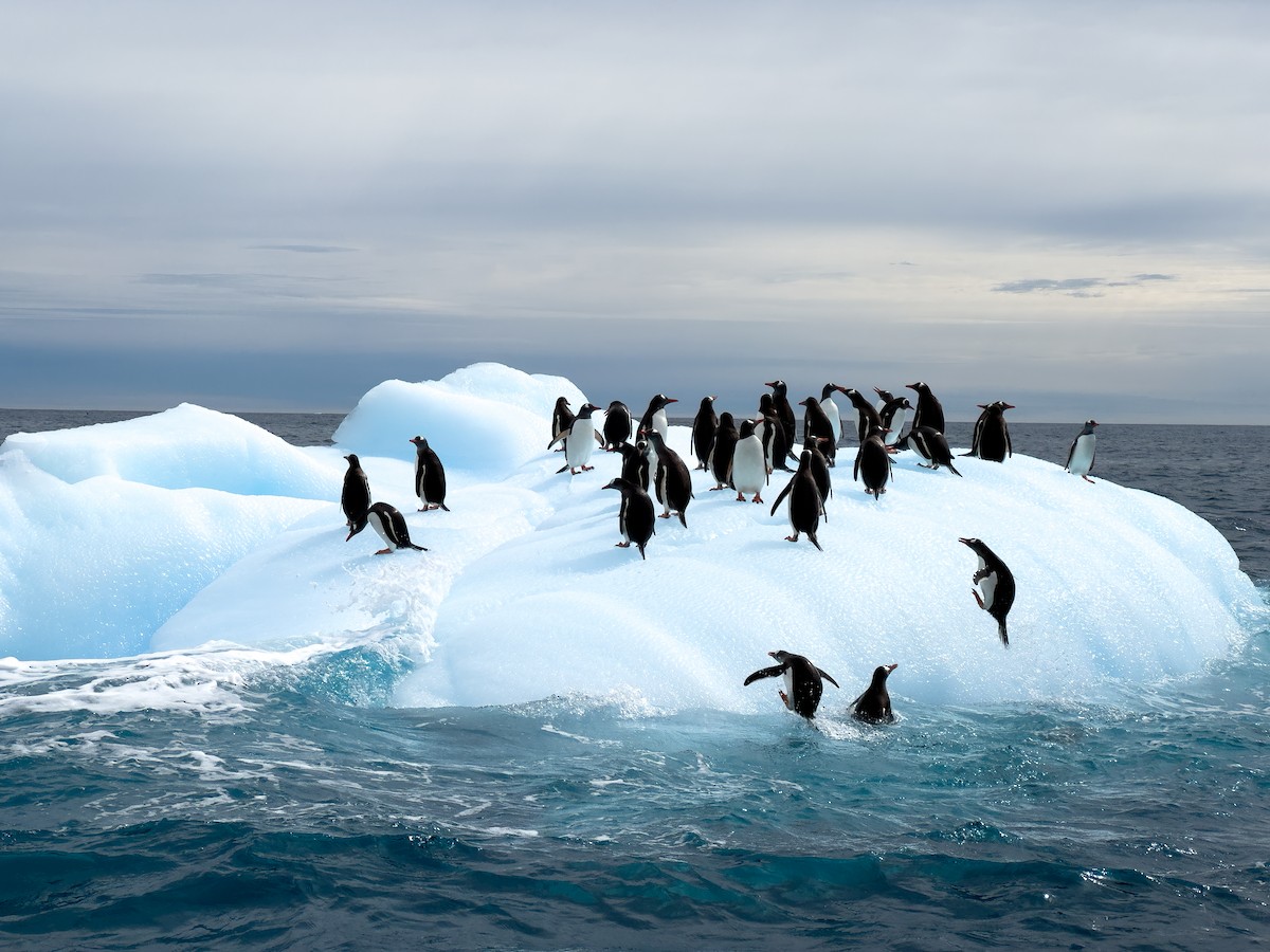 Gentoo Penguin - ML631116162