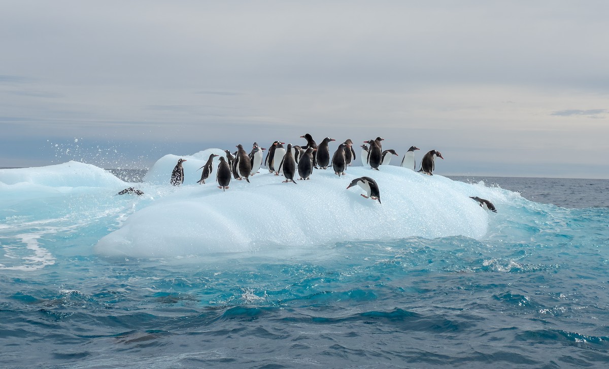 Gentoo Penguin - ML631116245