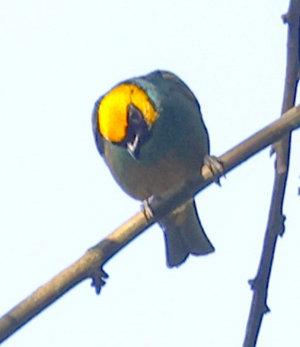 Saffron-crowned Tanager - ML631116308