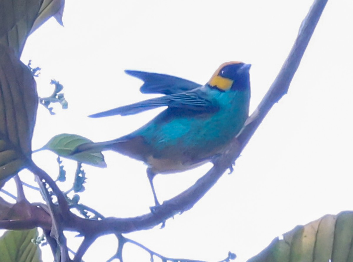 Saffron-crowned Tanager - ML631116309