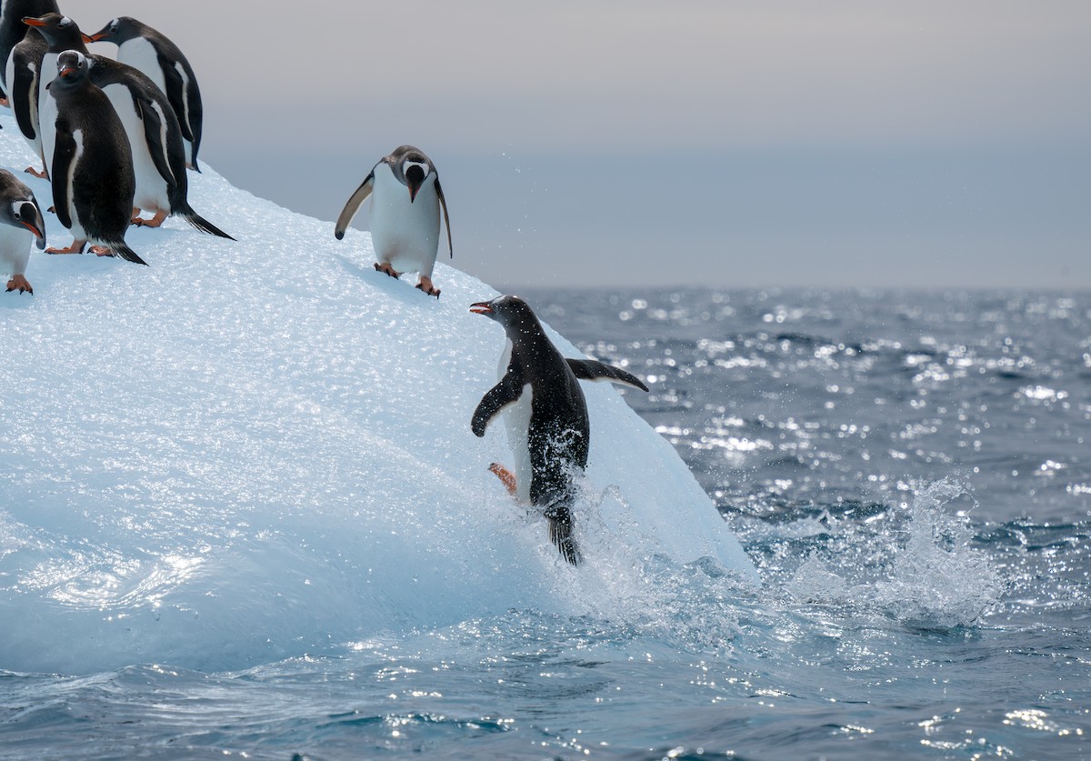 Gentoo Penguin - ML631116373