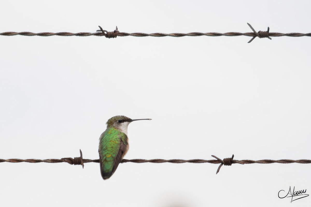 Ruby-throated Hummingbird - ML631116427