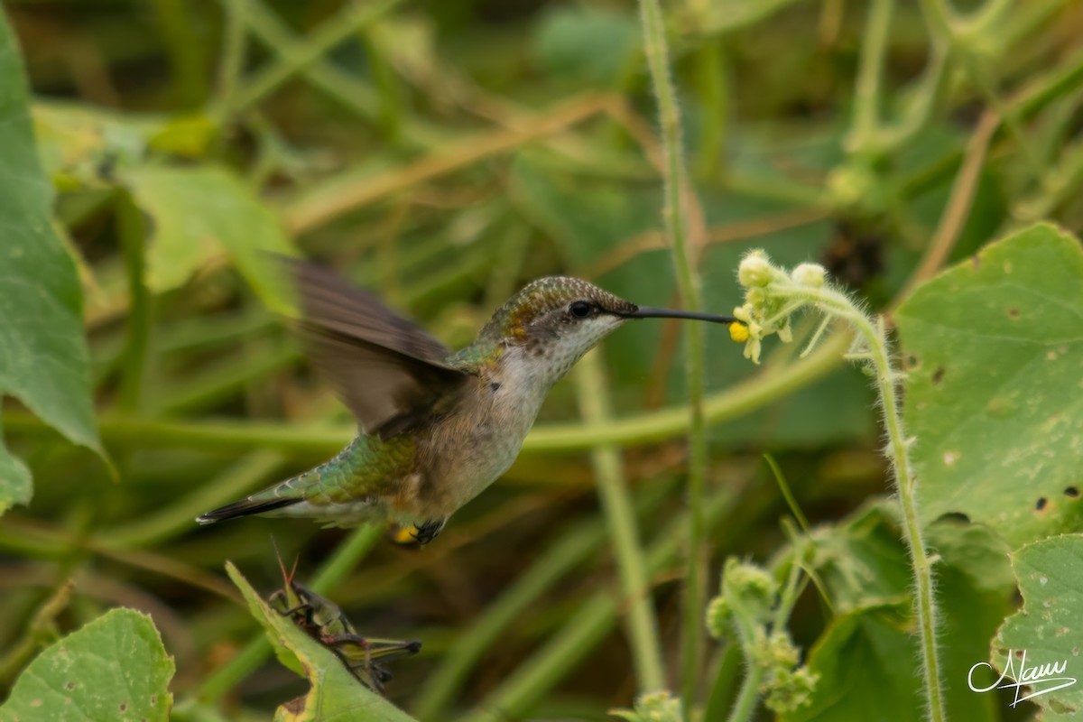 Ruby-throated Hummingbird - ML631116448