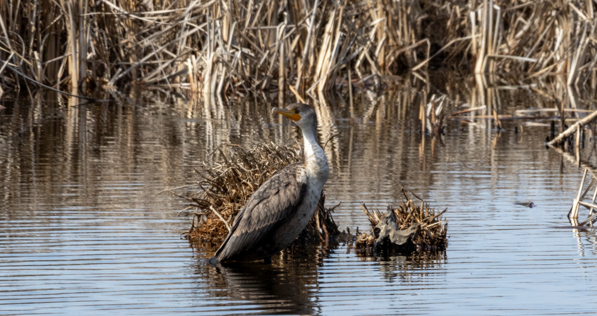 Cormoran à aigrettes - ML631116488