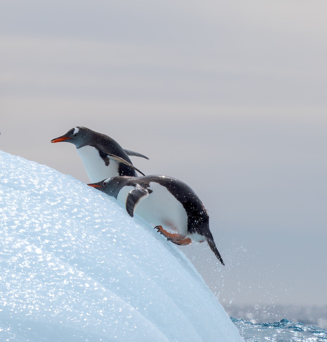 Gentoo Penguin - ML631116495