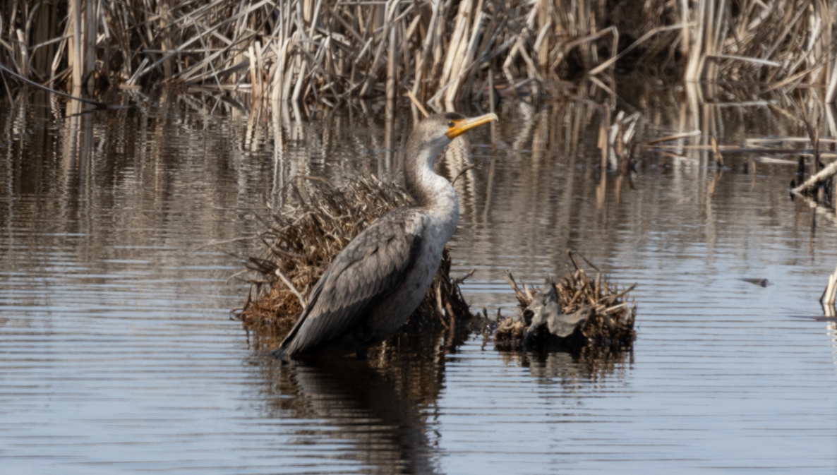 Cormoran à aigrettes - ML631116512