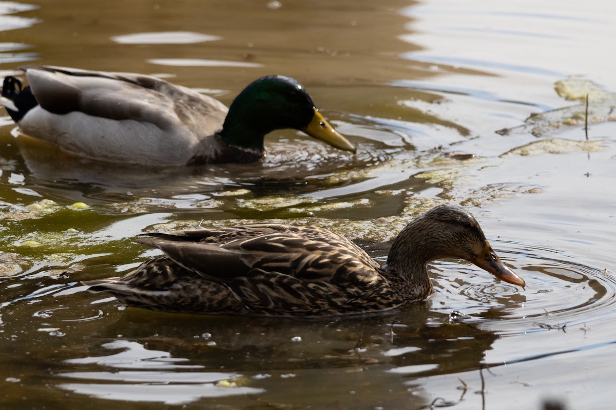 Mallard - ML631116535