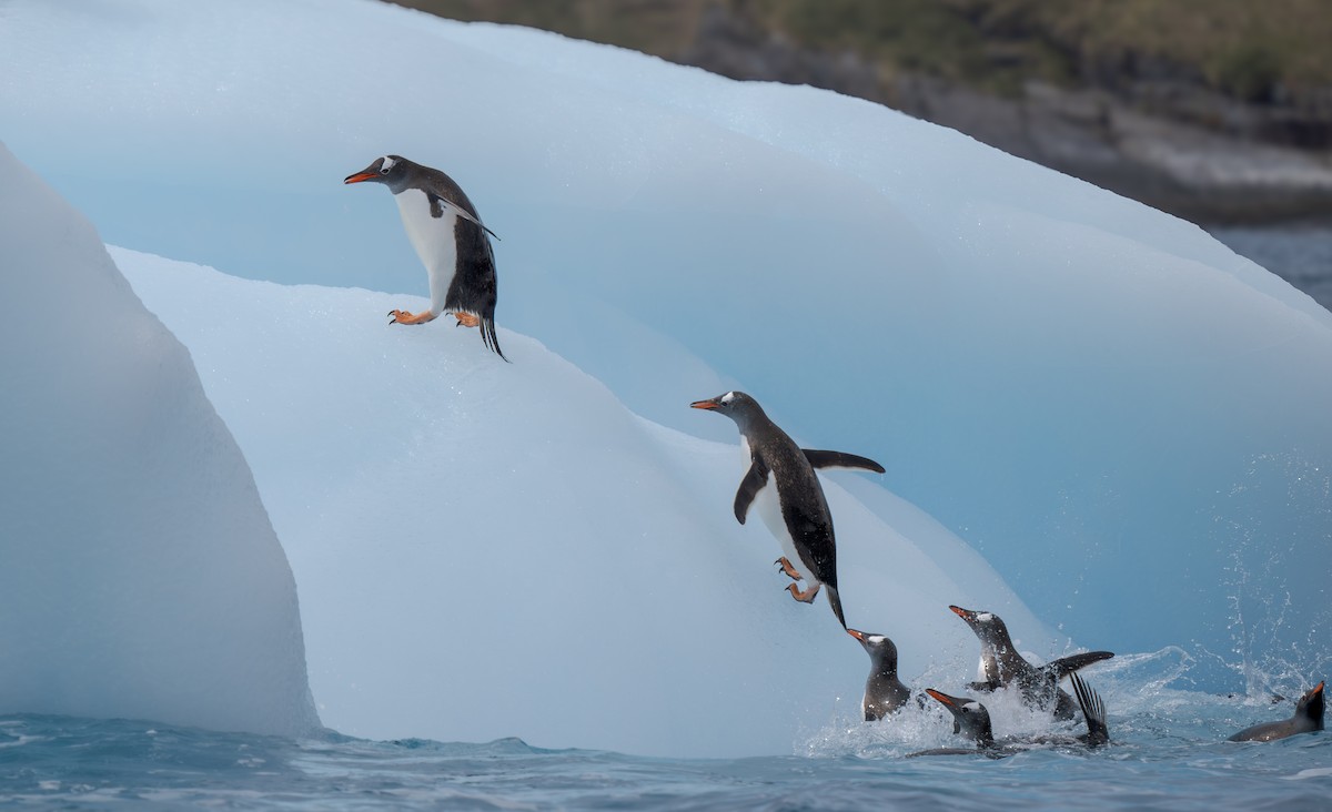 Gentoo Penguin - ML631116625