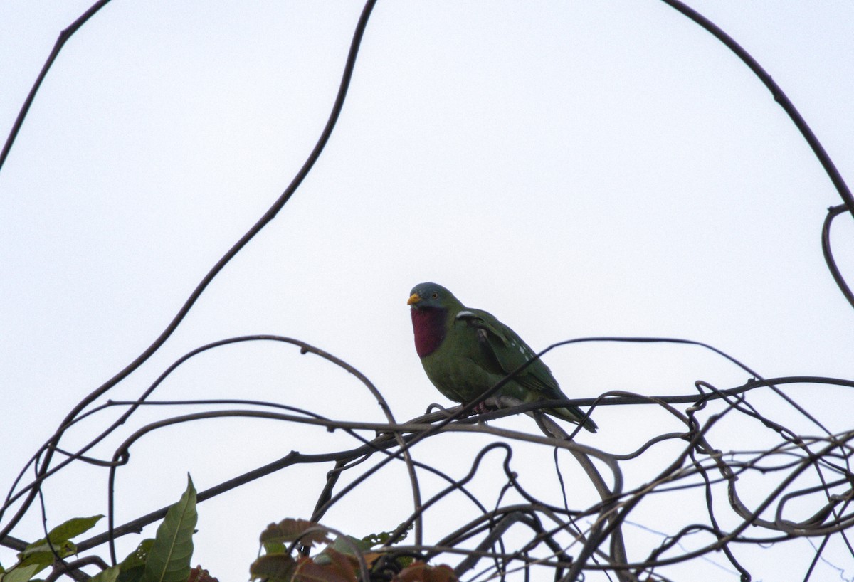 Claret-breasted Fruit-Dove - ML631116626