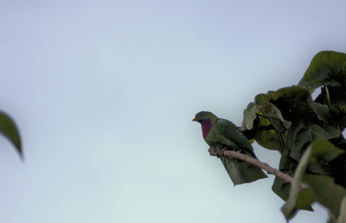 Claret-breasted Fruit-Dove - ML631116628