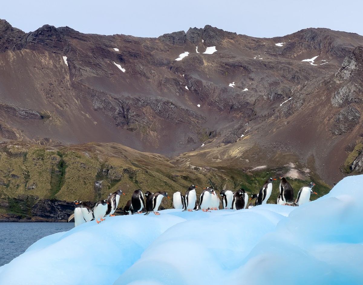 Gentoo Penguin - ML631116990