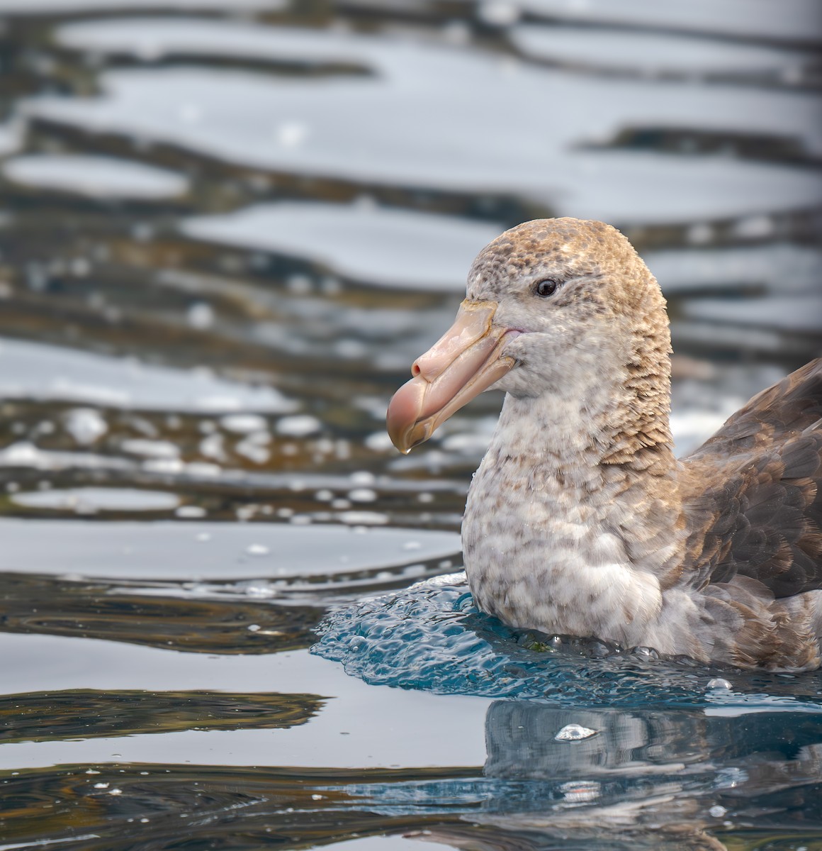 Northern Giant-Petrel - ML631117070