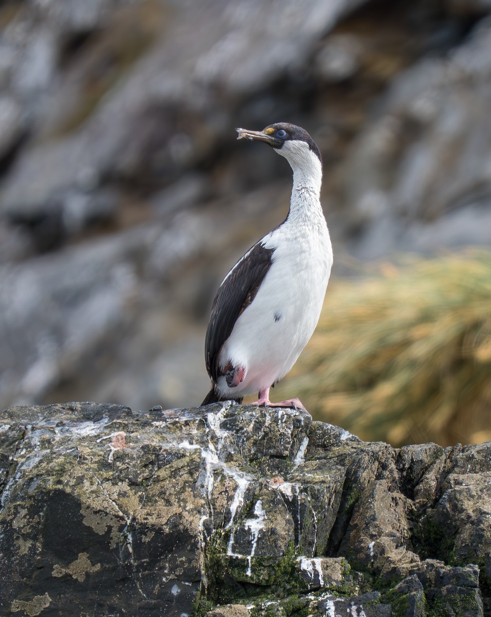 Imperial Cormorant (South Georgia) - ML631117129