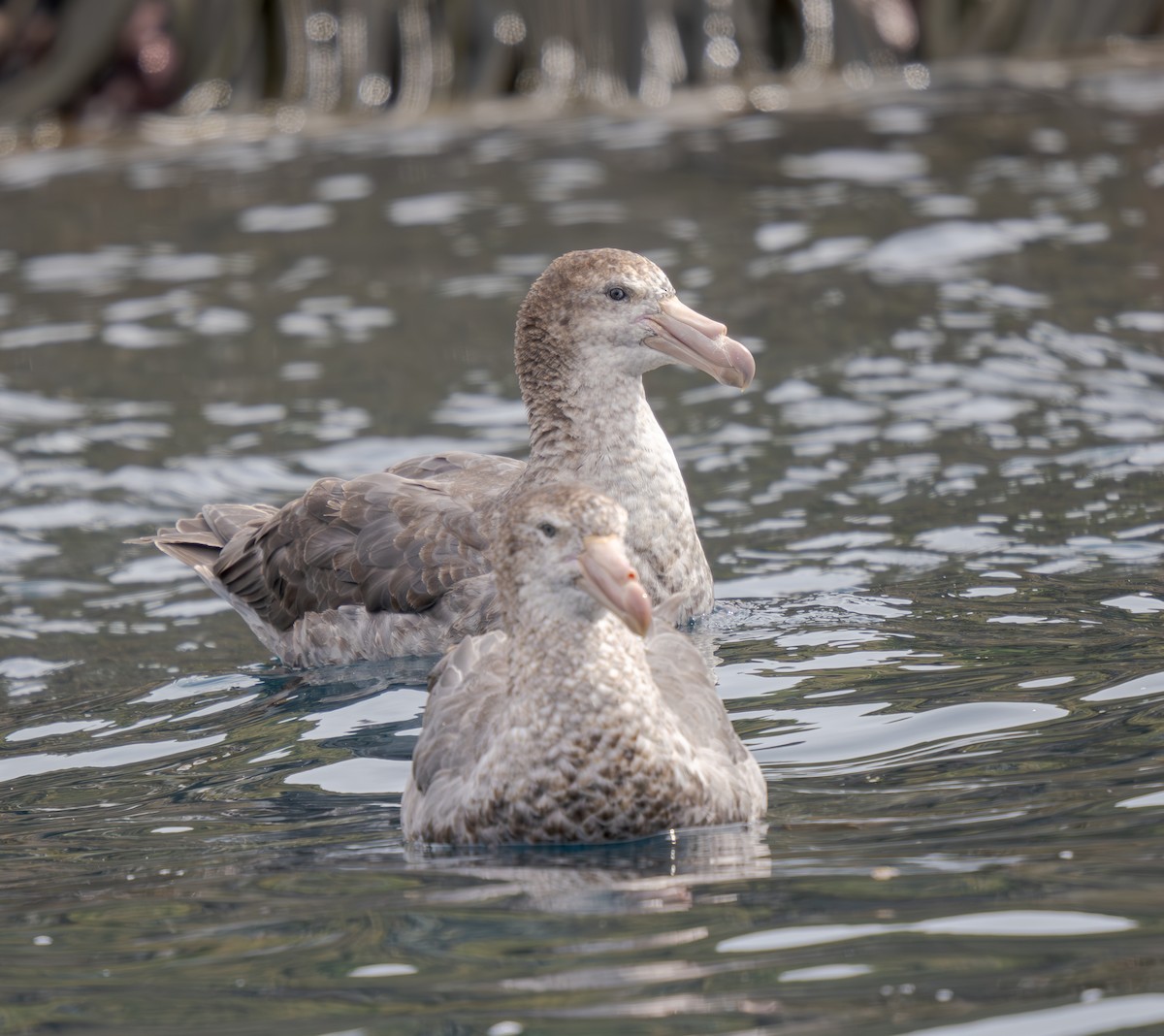 Northern Giant-Petrel - ML631117189