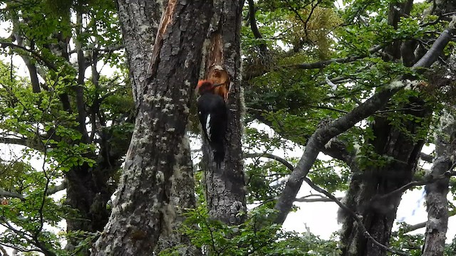Magellanic Woodpecker - ML631117303