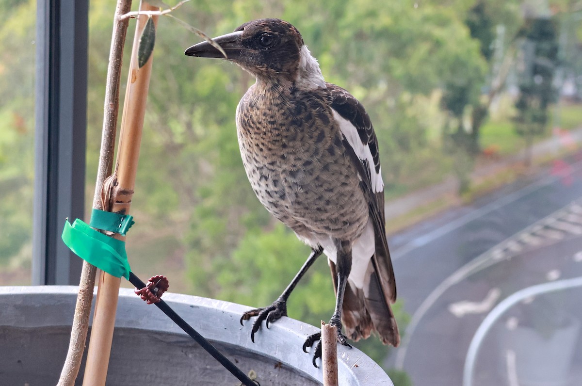 Australian Magpie (Black-backed) - ML631117374