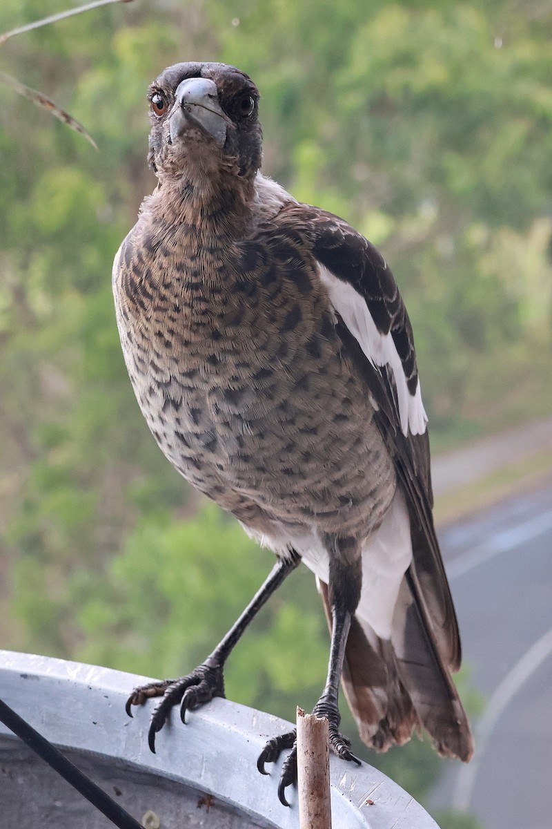 Australian Magpie (Black-backed) - ML631117378