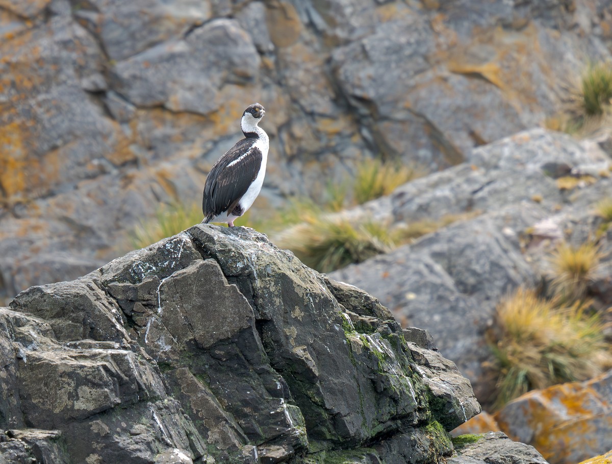 Imperial Cormorant (South Georgia) - ML631117395