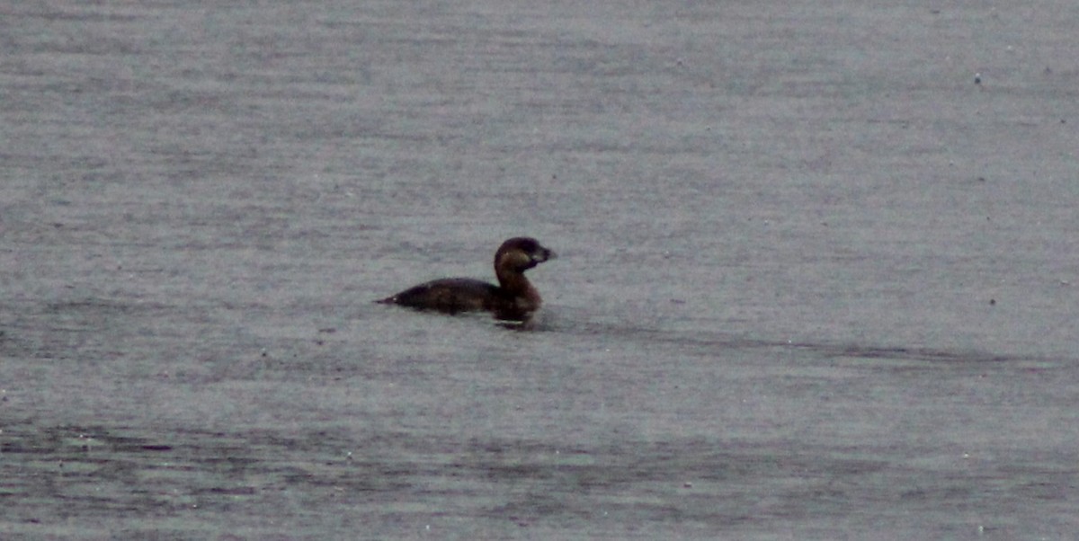 Pied-billed Grebe - ML631117536