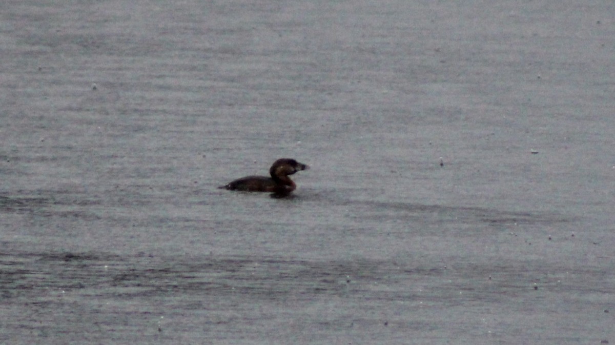 Pied-billed Grebe - ML631117537
