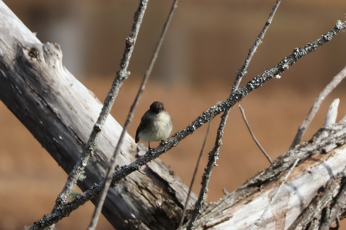 Eastern Phoebe - ML631117652