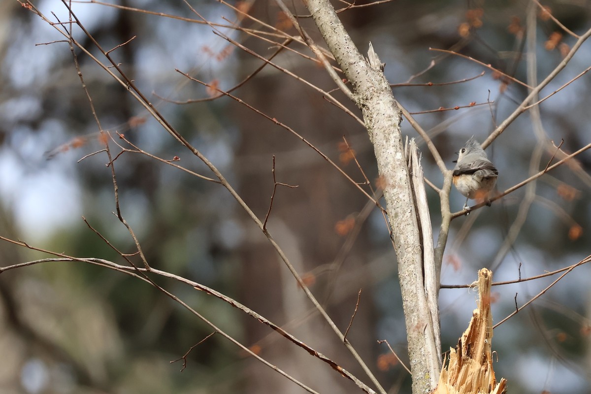 Tufted Titmouse - ML631117660