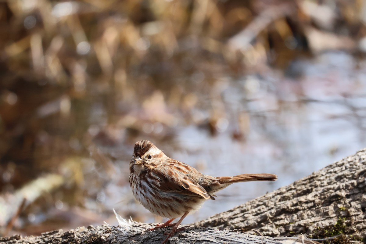 Song Sparrow - ML631117699