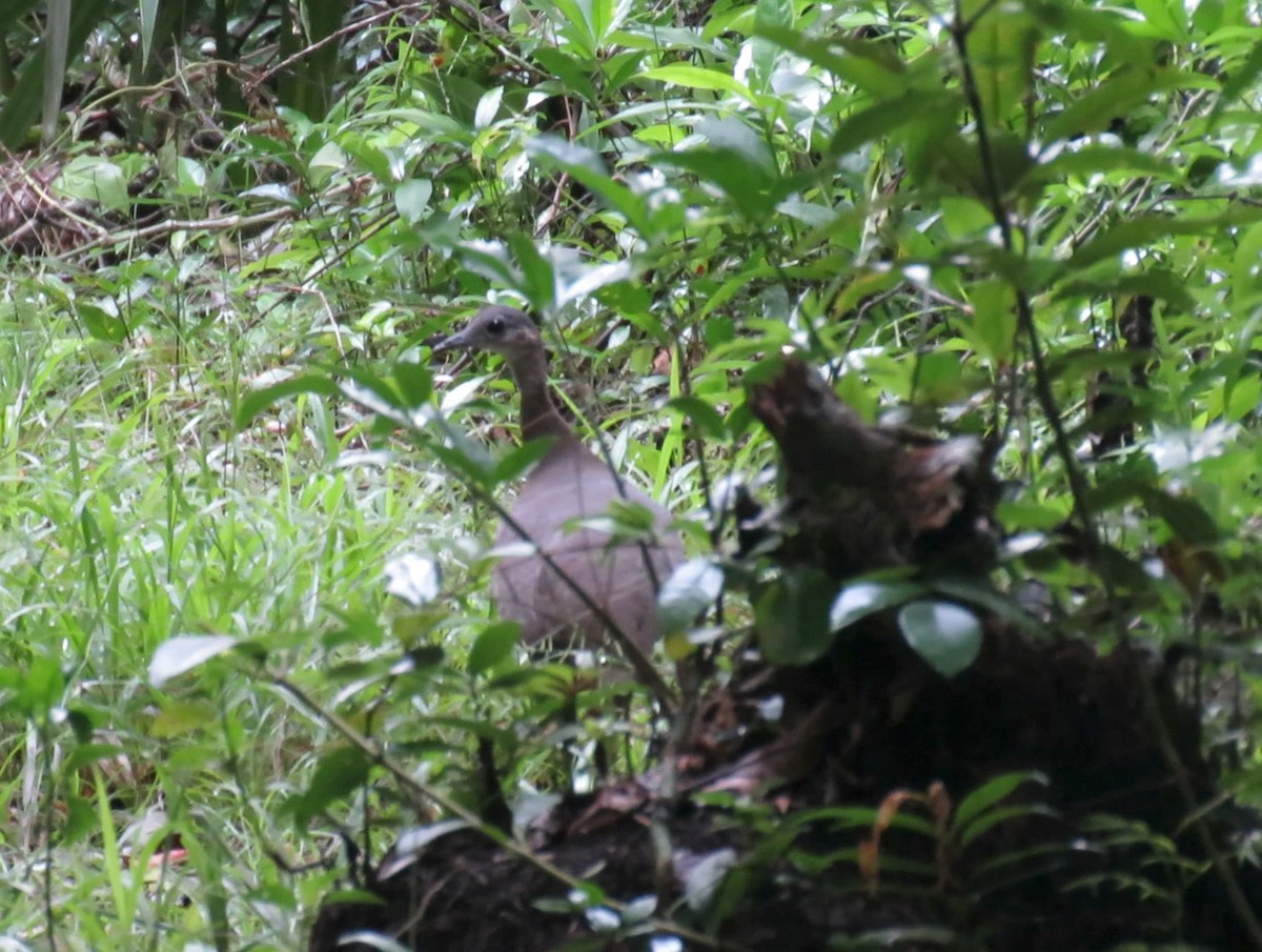 Great Tinamou - ML63111771