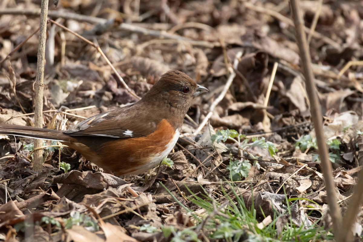 pipilo rudooký - ML631117712