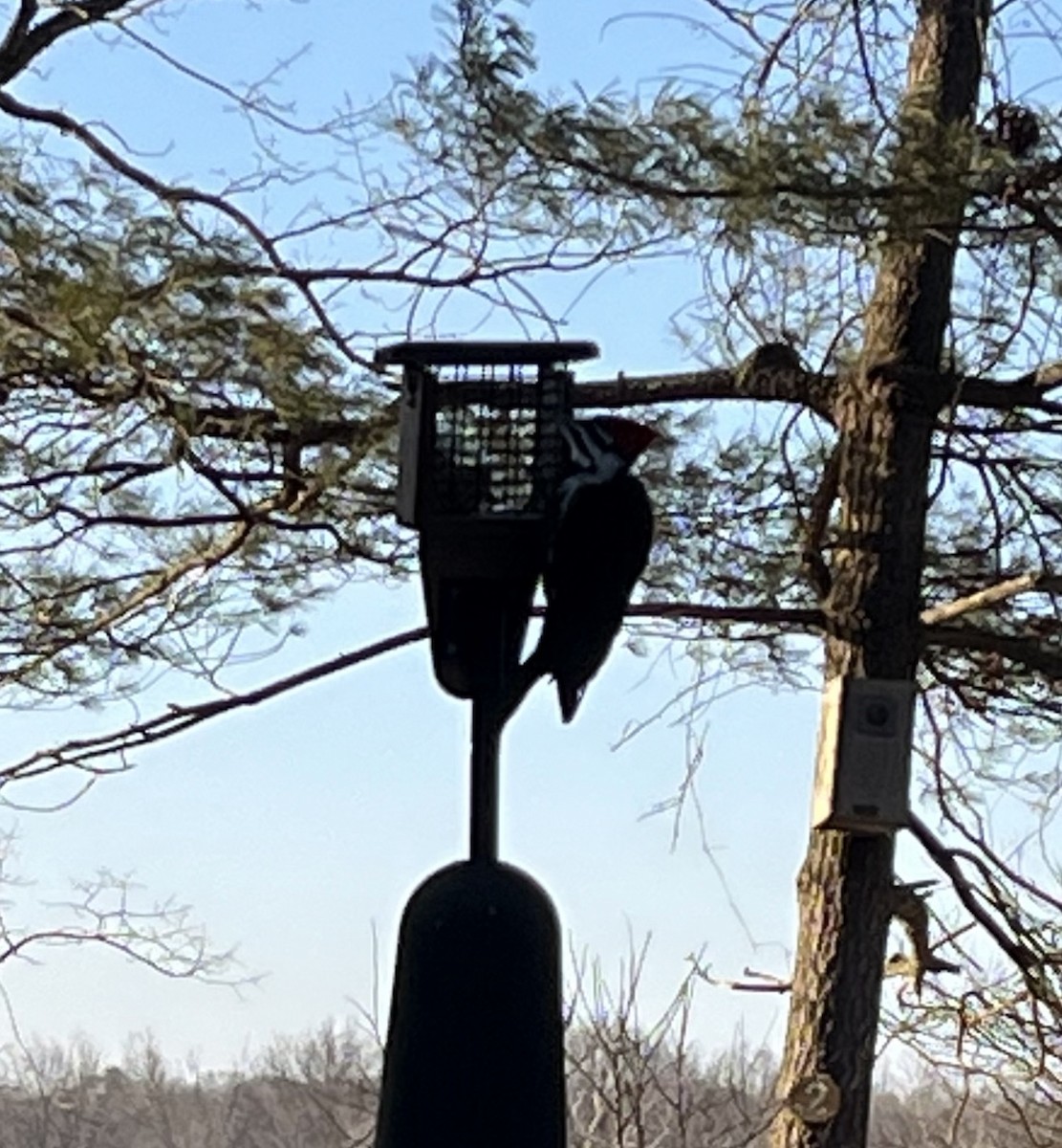 datel chocholatý - ML631118084