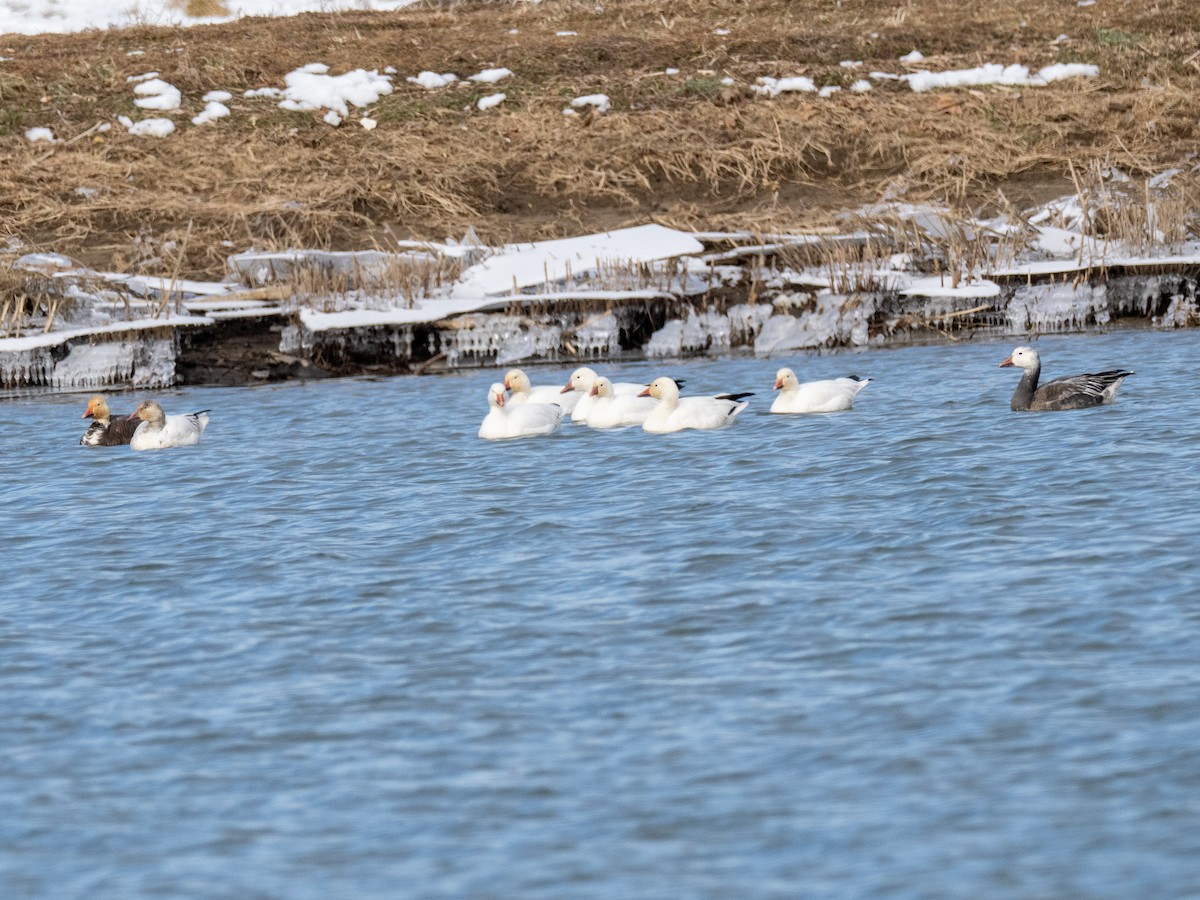 Snow Goose - ML631118145