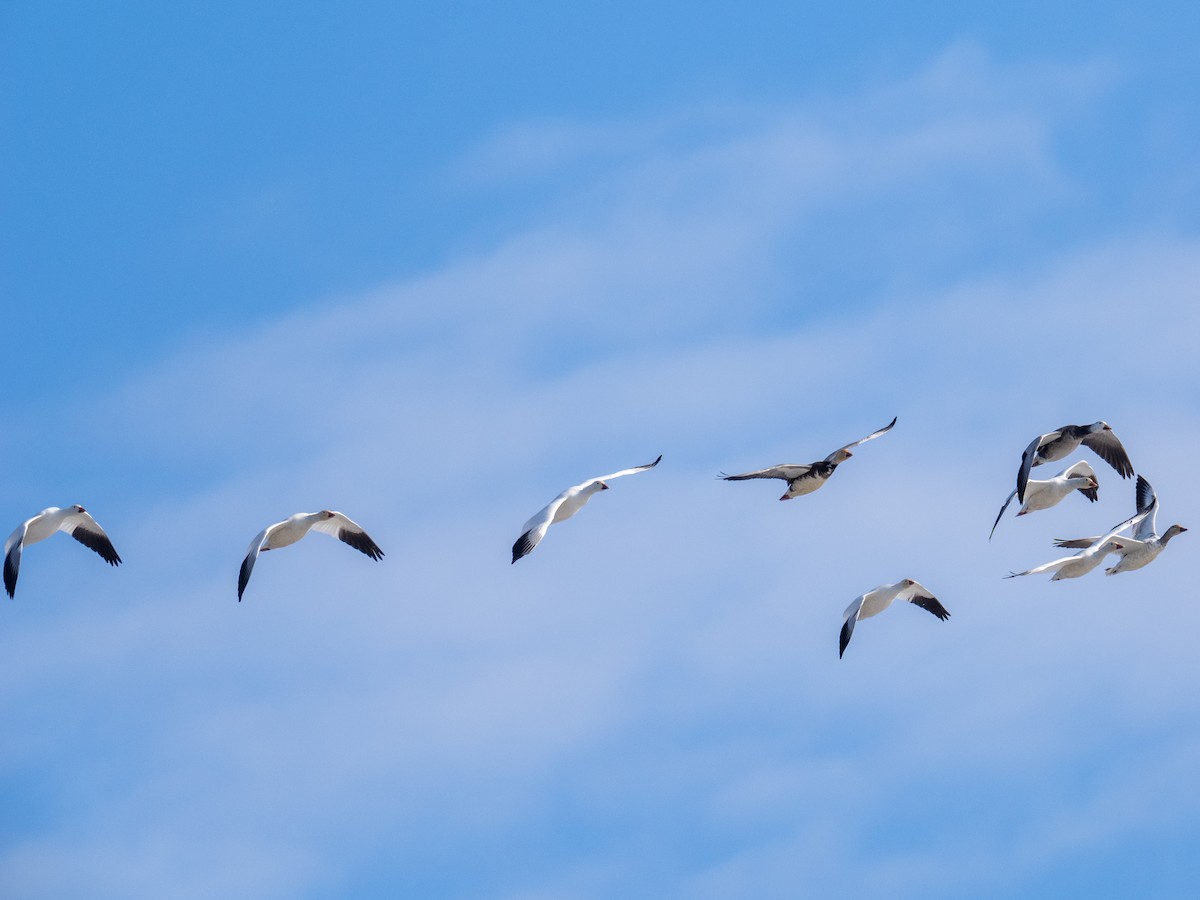 Snow Goose - ML631118147