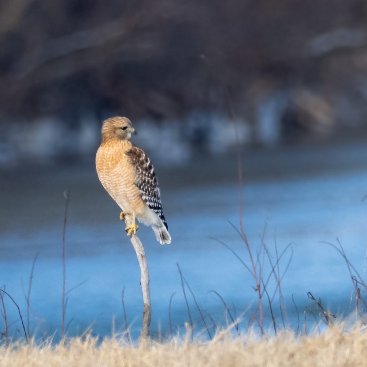Red-shouldered Hawk - ML631118178