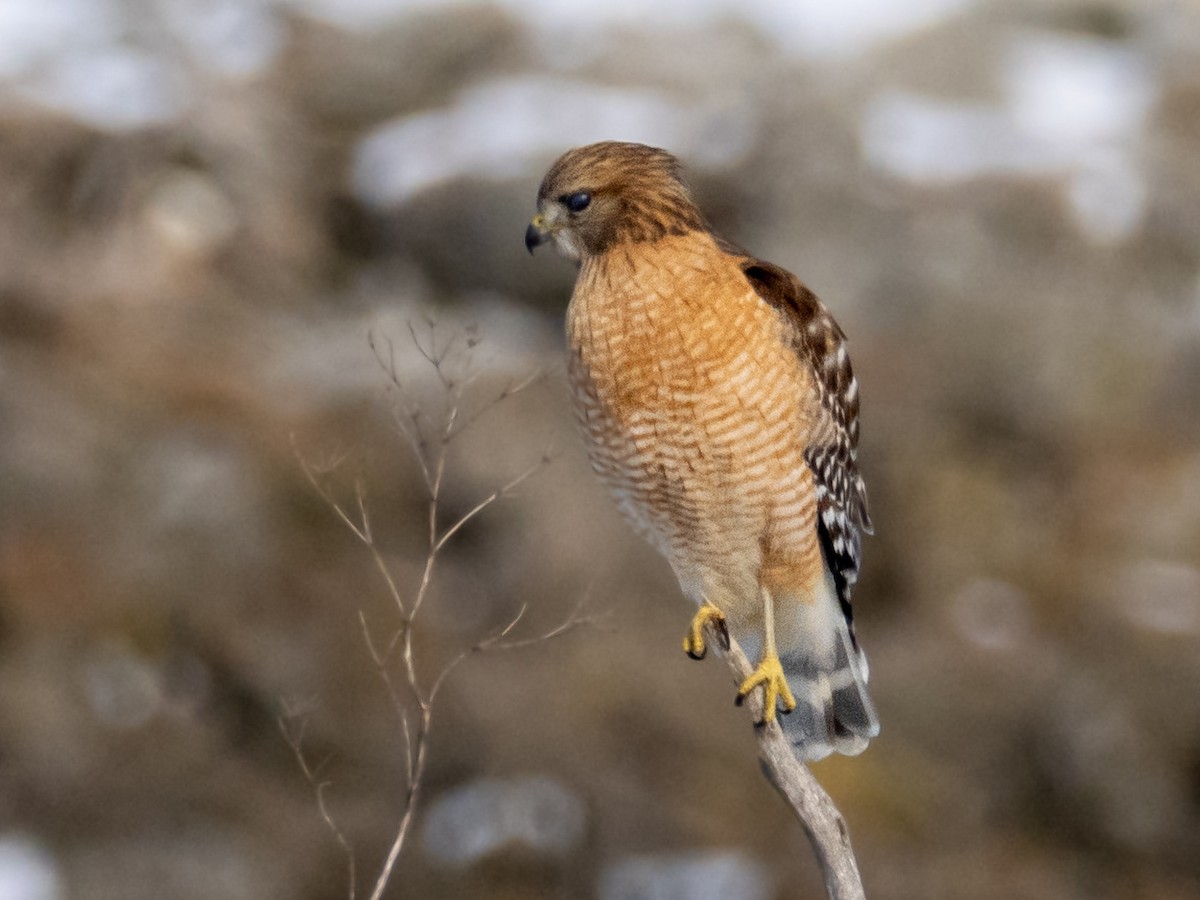 Red-shouldered Hawk - ML631118179