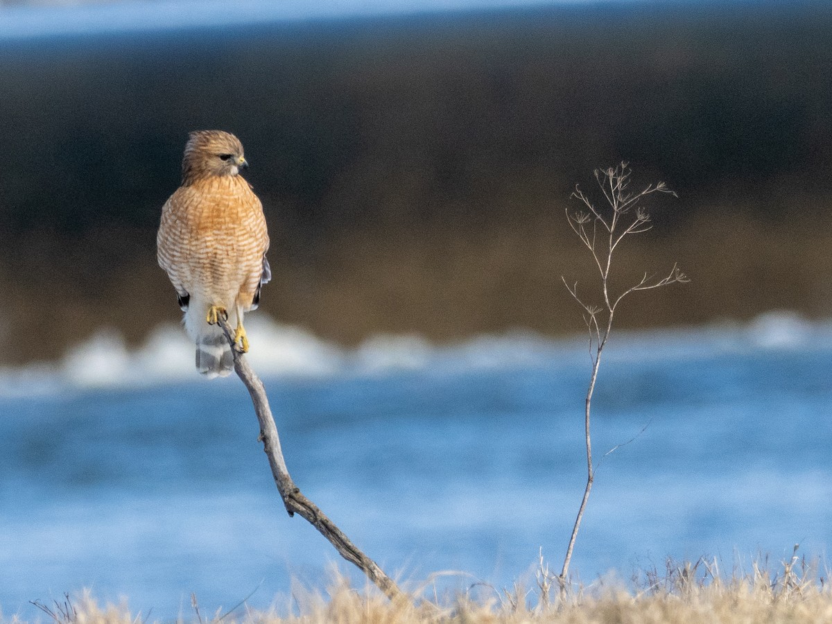 Red-shouldered Hawk - ML631118180