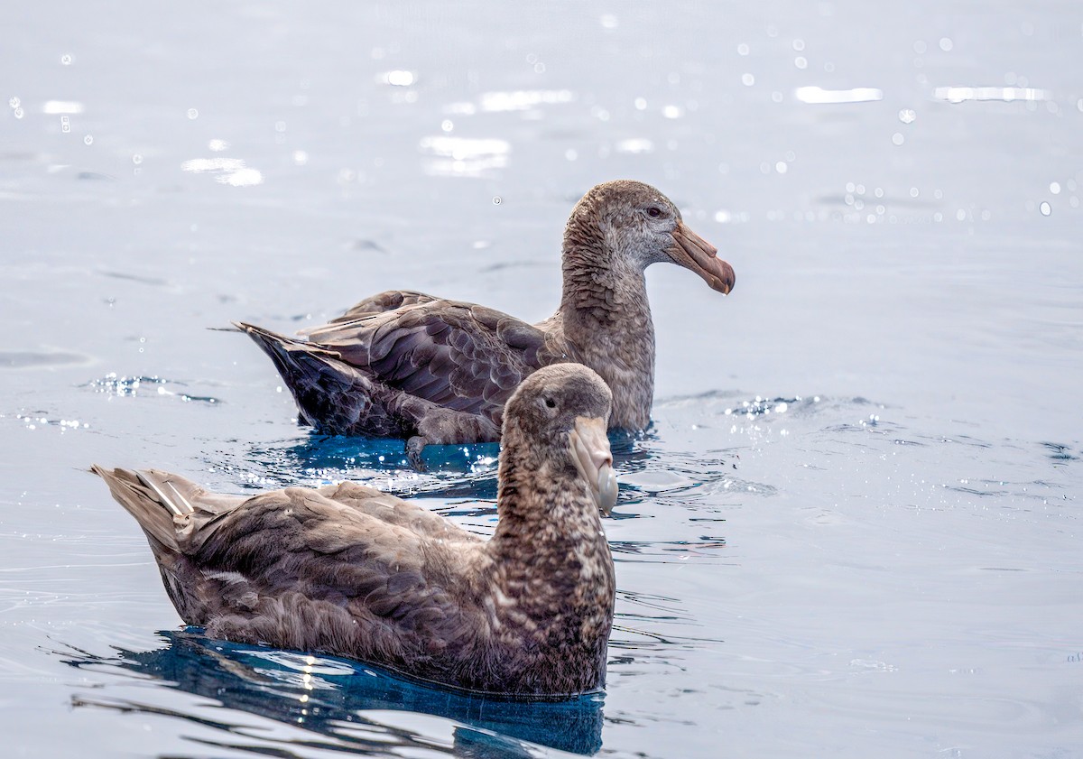 Southern Giant-Petrel - ML631118258