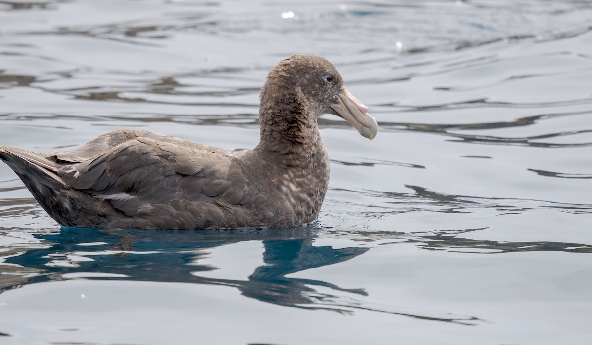 Southern Giant-Petrel - ML631118281