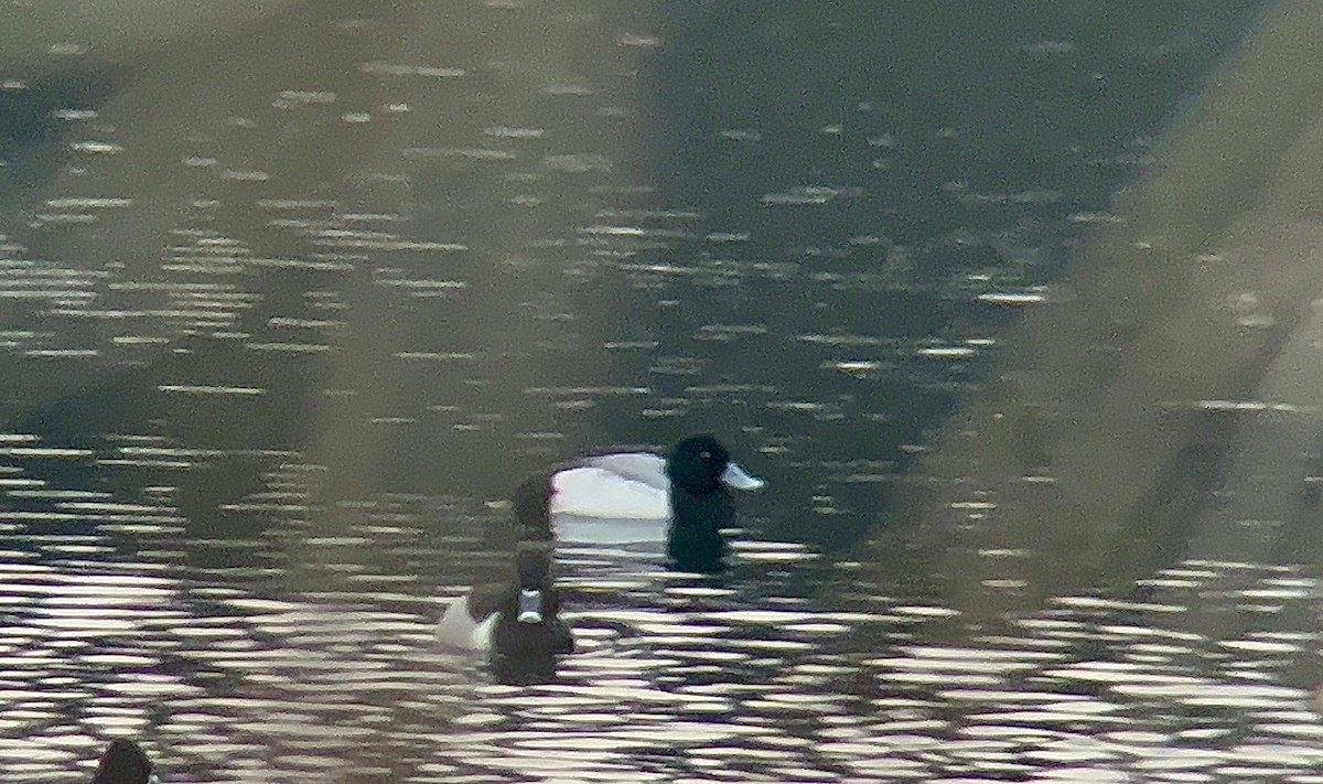 斑背潛鴨 - ML631118300