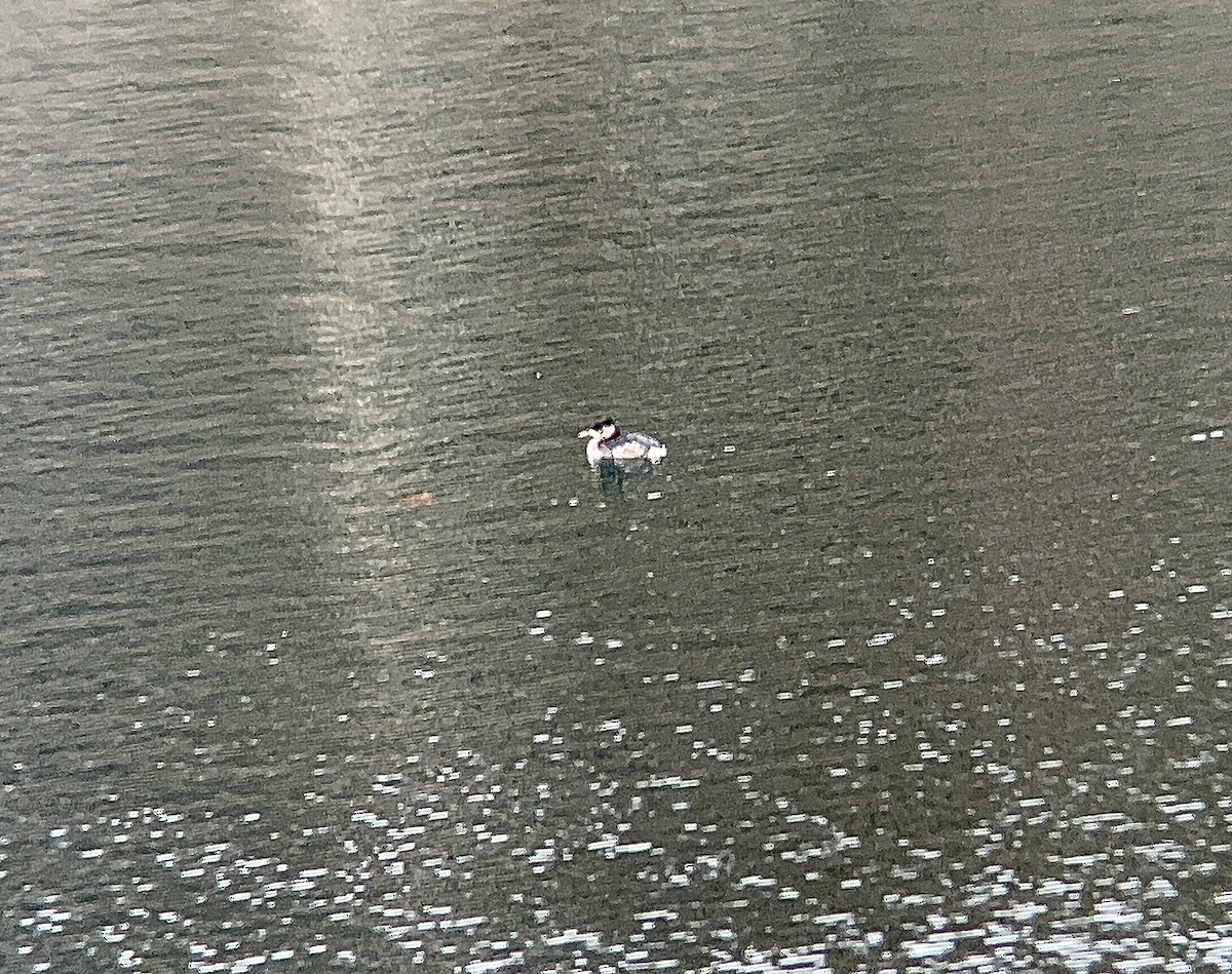 赤頸鸊鷉 - ML631118334