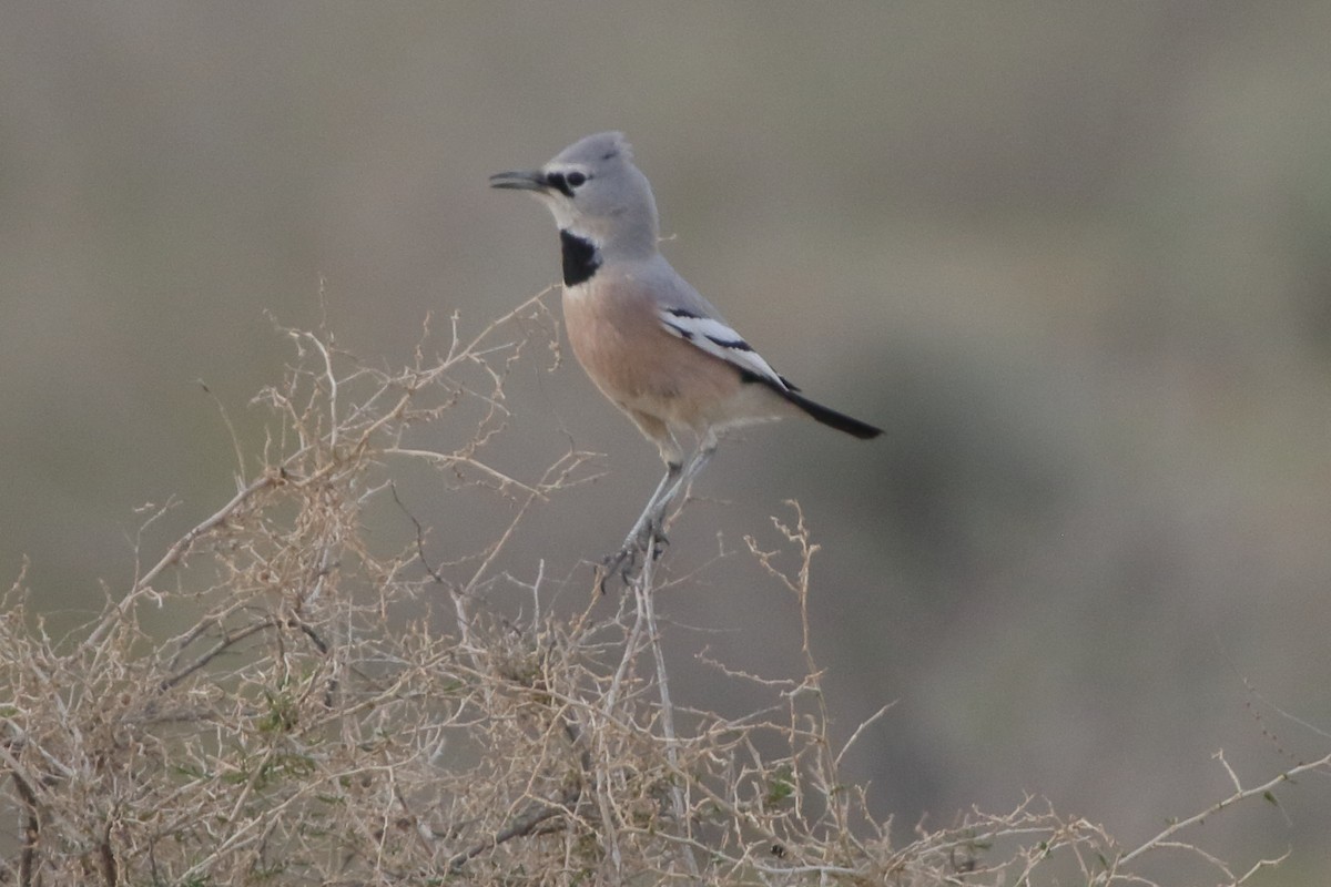 Turkestan Ground-Jay - ML631118535